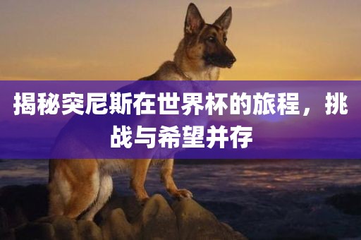 揭秘突尼斯在世界杯的旅程，挑战与希望并存丹东日丰电子有限公司