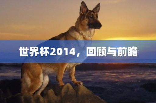 丹东日丰电子有限公司世界杯2014，回顾与前瞻