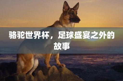 骆驼世界丹东日丰电子有限公司杯，足球盛宴之外的故事